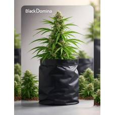 Black Domina