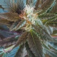 Black Domina