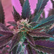 Black Domina