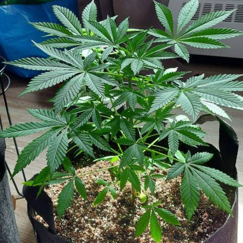 Black Domina