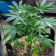 Black Domina
