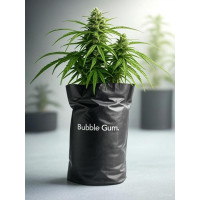 Bubble Gum