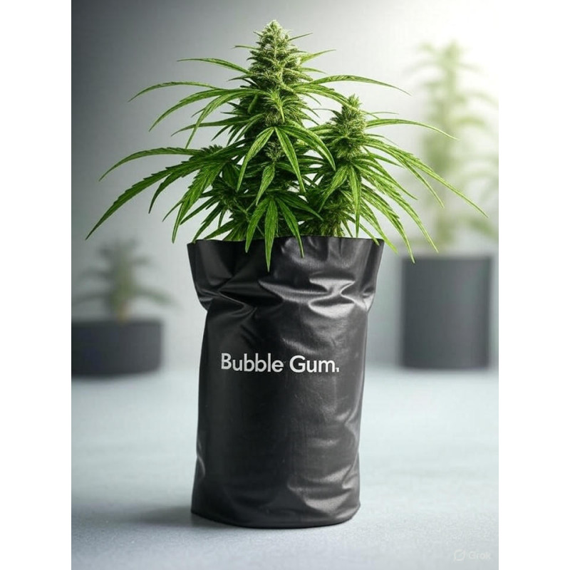 Bubble Gum