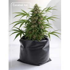 Caramel Ice