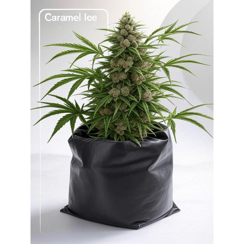 Caramel Ice