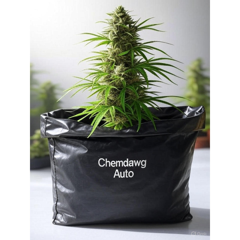 Chemdawg Auto