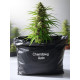 Chemdawg Auto