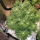 Chemdawg Auto