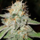 Chemdawg Auto