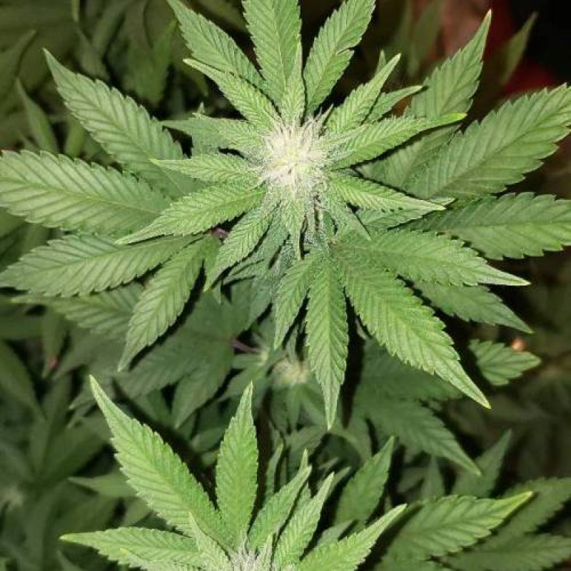 Chemdawg Auto