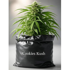 Cookies Kush