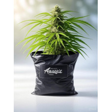 Cream Mandarine Auto