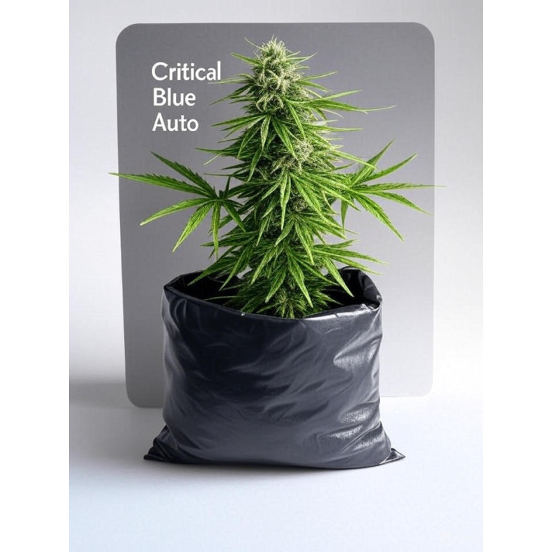 Critical Blue Auto