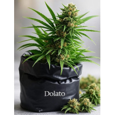 Dolato