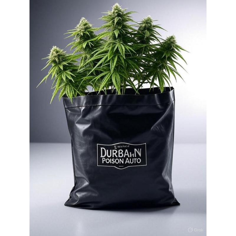 Durban Poison Auto