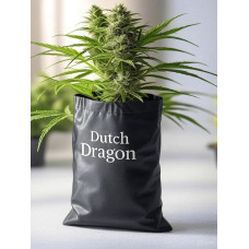 Dutch Dragon