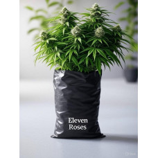 Eleven Roses 