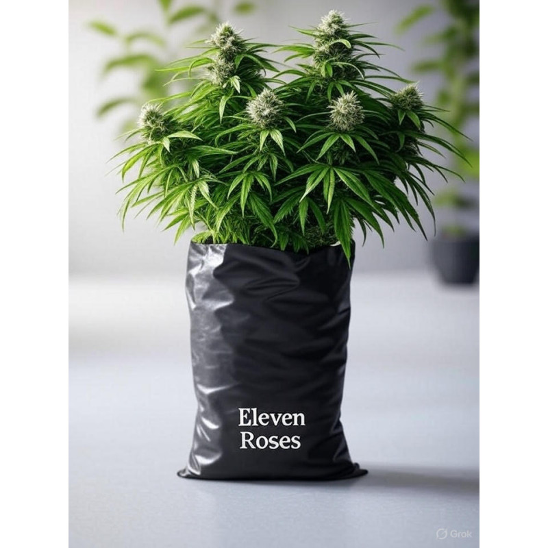 Eleven Roses 