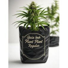 Gaia Hash Plant Regular
