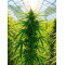 ACE Seeds ACE Seeds