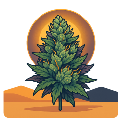 ДжаSeeds 
