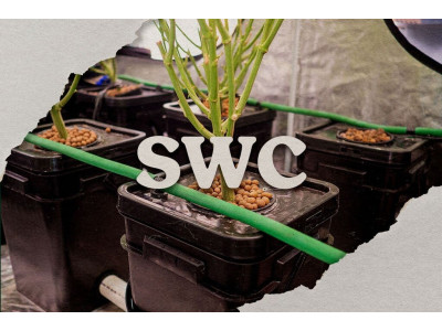 SWC та Канабіс: Повний гід по методу глибоководних культур