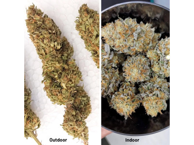 Індор vs Аутдор: Вичерпний гід з вибору методу вирощування