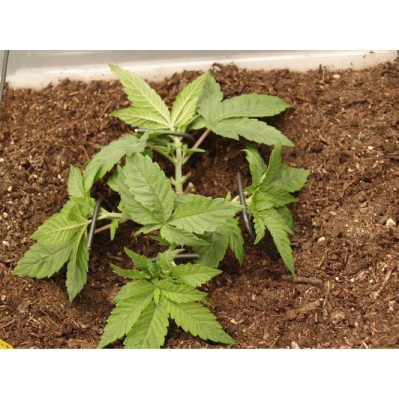 Cookies Kush