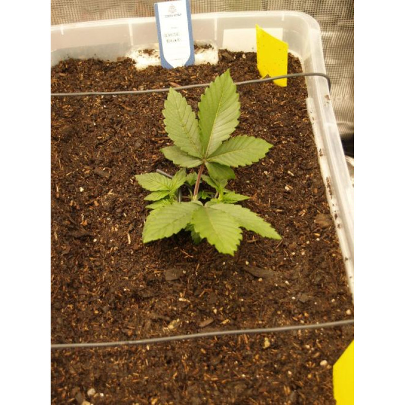 Cookies Kush