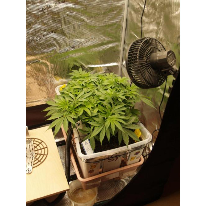 Cookies Kush