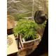 Cookies Kush