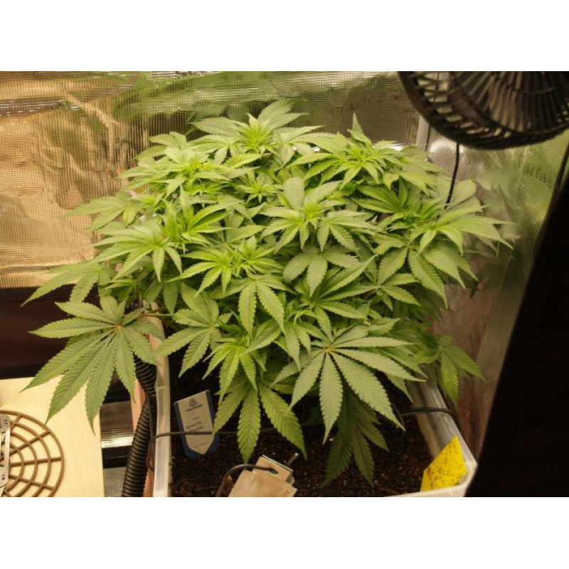 Cookies Kush