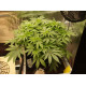 Cookies Kush