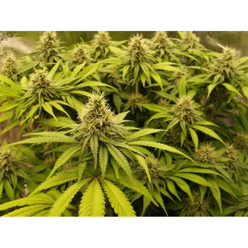 Cookies Kush