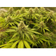 Cookies Kush
