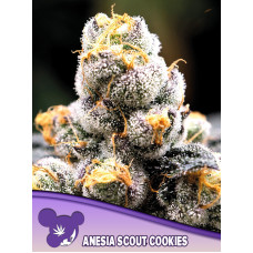 Anesia Scout Cookies