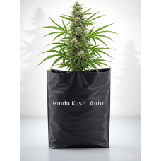 Hindu Kush Auto