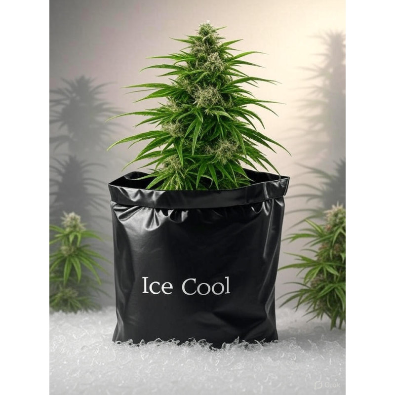 Ice Cool