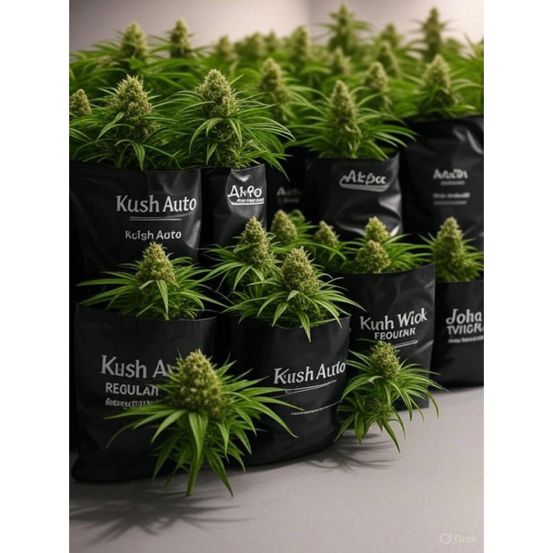 Kush Auto
