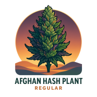 Afghan Hash Plant Regular