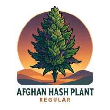Afghan Hash Plant Regular