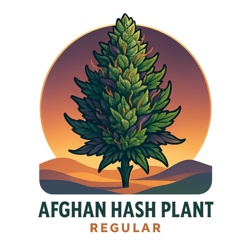 Afghan Hash Plant Regular