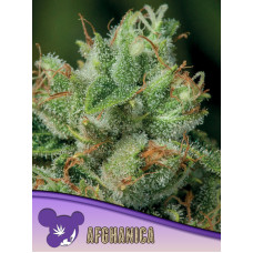 Afghanica