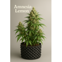 Amnesia Lemon
