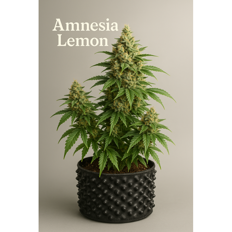 Amnesia Lemon