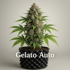 Gelato Auto