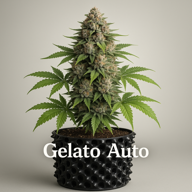 Gelato Auto
