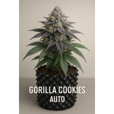 Gorilla Cookies Auto