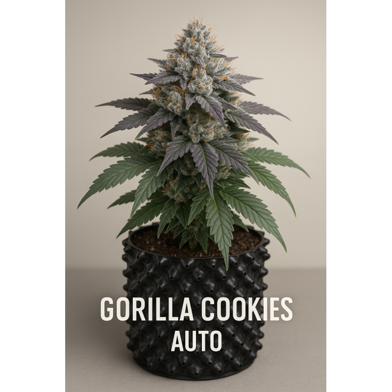 Gorilla Cookies Auto