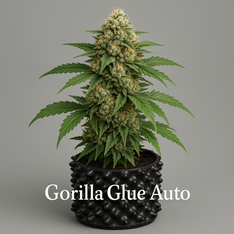 Gorilla Glue Auto